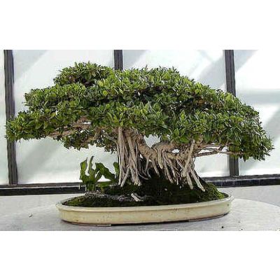 Graines Ficus Benghalensis (Graines Figuier des Banyans)