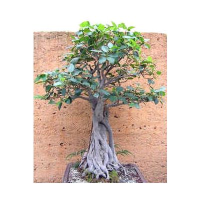 Graines Ficus Macrophylla (Figuier de la Baie de Moreton)