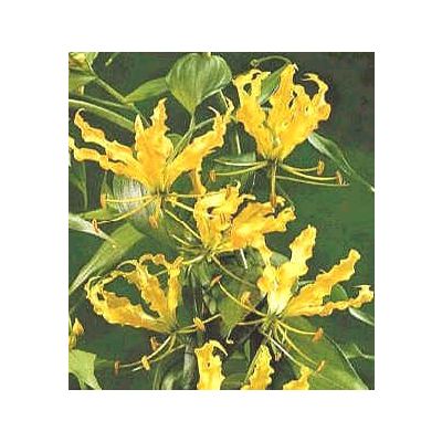 Graines Gloriosa Lutea (Graines Lis Glorieux Jaune)