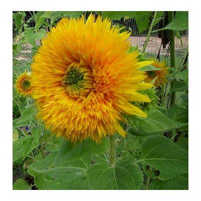 Graines Helianthus Géant Double Soleil Doré