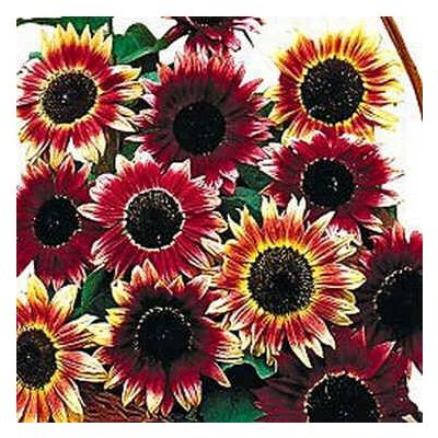 Graines Helianthus Ruby Eclipse (Graines Tournesol, Grand Soleil)