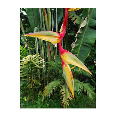 Graines Heliconia Griggsiana
