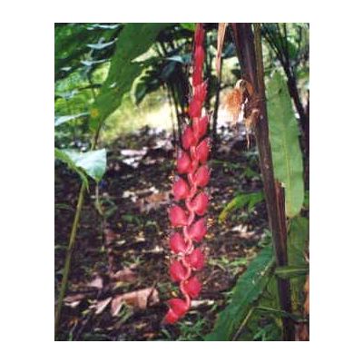 Graines Heliconia Nigripraefixa