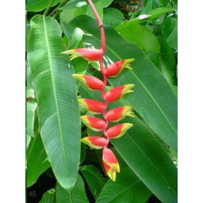 Graines Heliconia Rostrata (Heliconia Rostré, Pince de Homard)