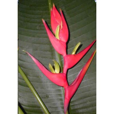 Graines Heliconia Vellosiana Rouge