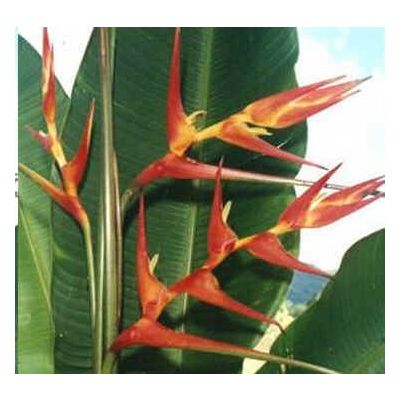 Graines Heliconia Vellosiana Rouge et Jaune
