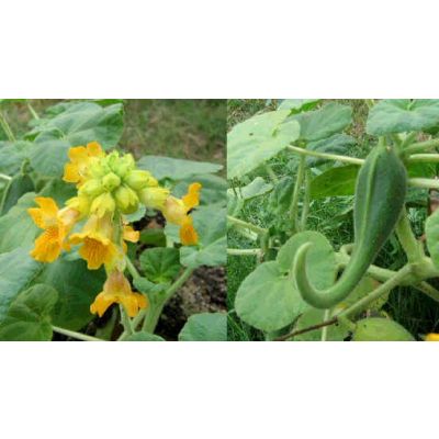 Graines Ibicella Lutea (Griffe du Diable)