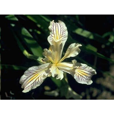 Graines Iris Bracteata