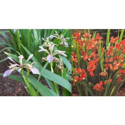 Graines Iris Foetidissima (Iris Fétide)