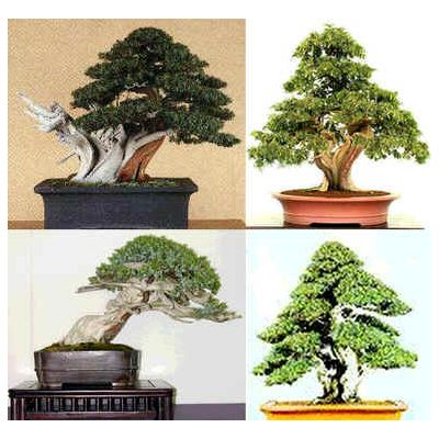 Graines Juniperus Rigida (Graines Genévrier Rigide)