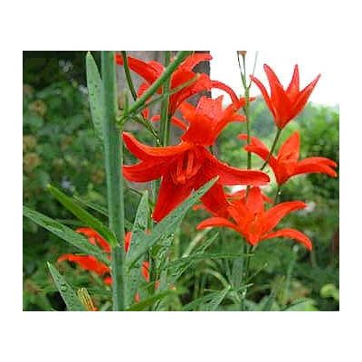 Graines Lilium Concolor Strictum (Graines Lis Concolor Strictum)