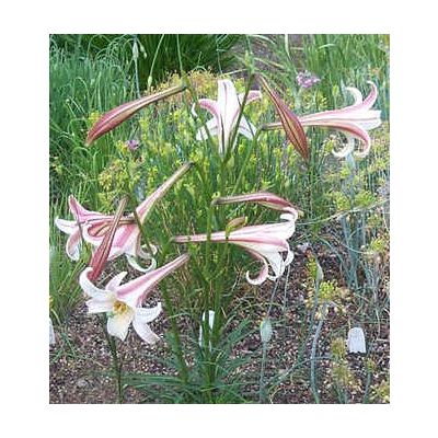 Graines Lilium Formosanum Pricei (Graines Lis Formosanum Pricei)