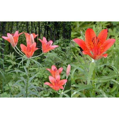 Graines Lilium Pensylvanicum (Graines Lis Pensylvanicum)