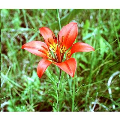 Graines Lilium Philadelphicum (Graines Lis des Prairies)