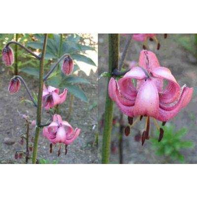 Graines Lilium Martagon Pilosiusculum (Lis Martagon Pilosiusculum )