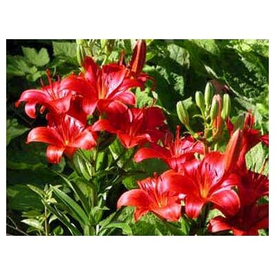 Graines Lilium Roter Cardinal Hybrides (Graines Lis Roter Cardinal) (En Mélange)