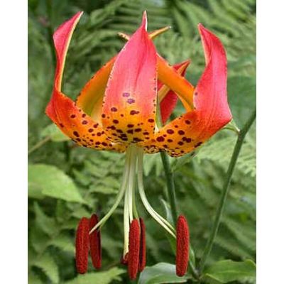 Graines Lilium Superbum (Graines Lis Superbum)