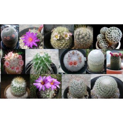 Graines Mammillaria (En Mélange)