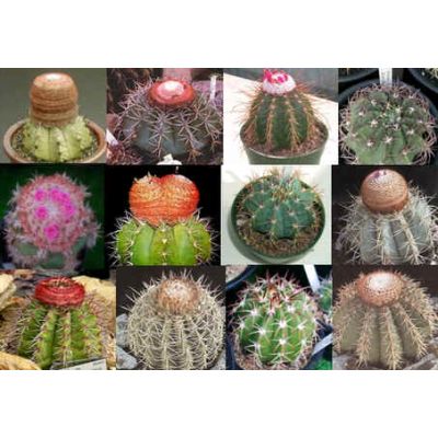 Graines Melocactus (En Mélange)