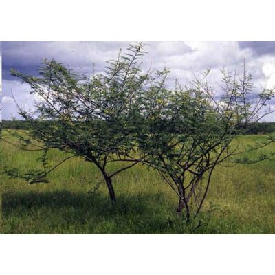 Graines Mimosa Pigra (Graines Arbre Sensitif Géant)