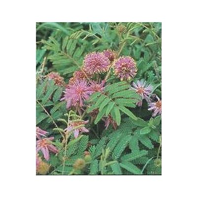 Graines Mimosa Rupertiana (Graines Plante Sensitive)