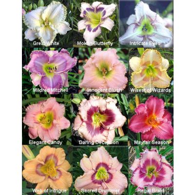 Daylily Tetraploid Seeds Hybrids Mix