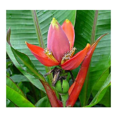 Graines Musa Laterita (Graines Bananier d'Ornement)