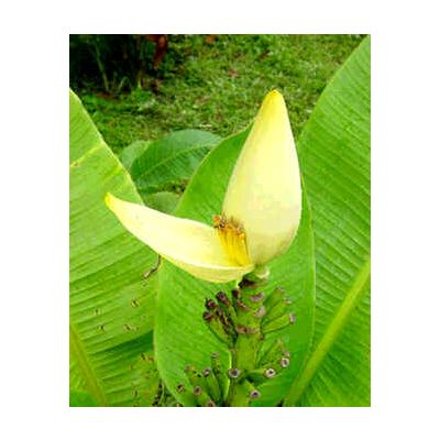 Graines Musa Siamensis (Graines Bananier d'Ornement)