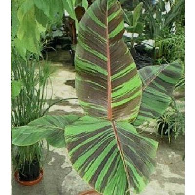 Graines Musa Sikkimensis Manipur Rouge