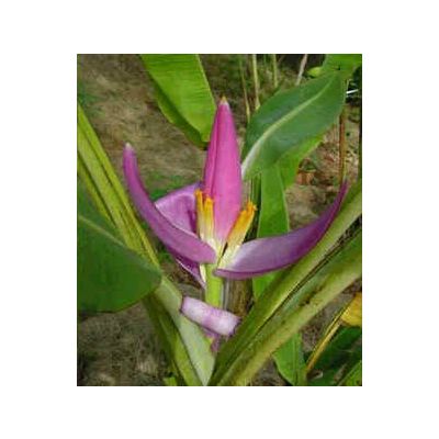 Graines Musa Violacea(Graines Bananier d'Ornement)