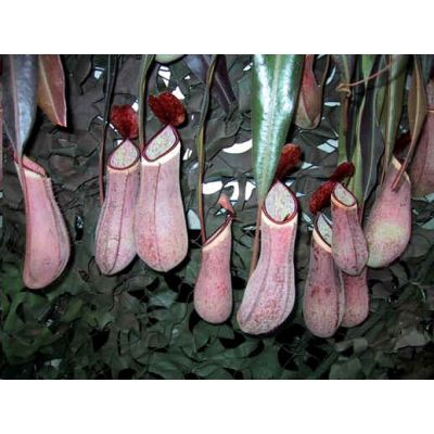 Graines Nepenthes Albomarginata (Nepenthes de Basse Altitude)