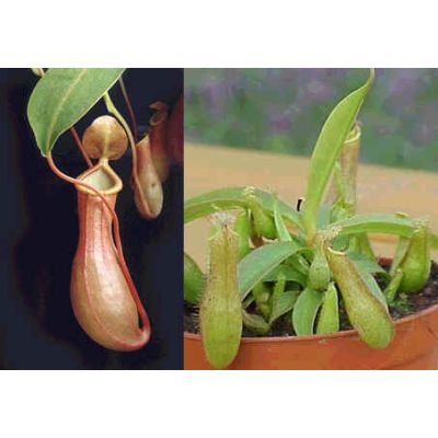 Graines Nepenthes Gracilis (Nepenthes de Basse Altitude)