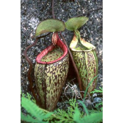 Graines Nepenthes Macfarlanei (Nepenthes de Haute Altitude)