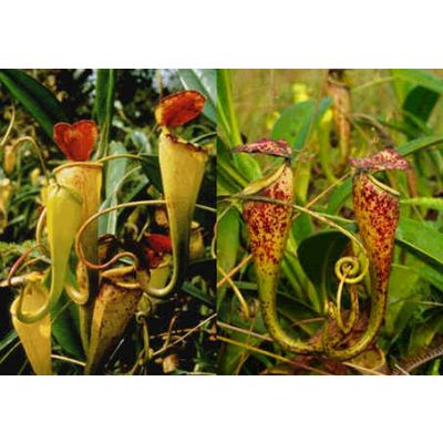 Graines Nepenthes Madagascariensis (Nepenthes de Basse Altitude)