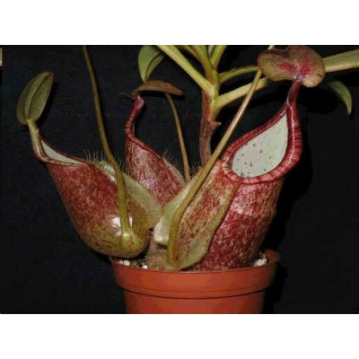 Graines Nepenthes Rafflesiana (Nepenthes de Basse Altitude)