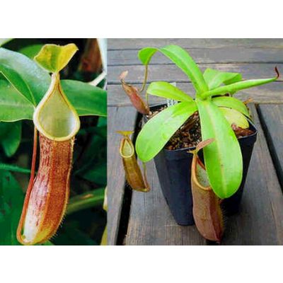 Graines Nepenthes Sanguinea ssp. (Nepenthes de Haute Altitude)