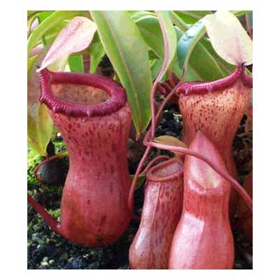 Graines Nepenthes Ventricosa (Nepenthes de Haute Altitude)