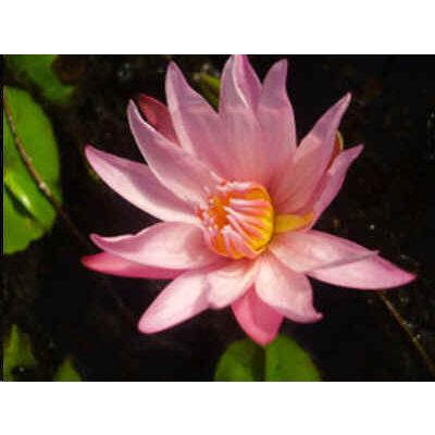 Graines Nymphaea Capensis Rose (Graines Lotier d'Égypte)