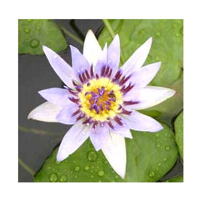 Graines Nymphaea Colorata Blanc (Graines Lotier Pygmé Blanc)