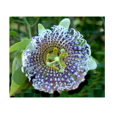 Graines Passiflora Actinia (Fruit de la Passion, Fleur de la Passion)