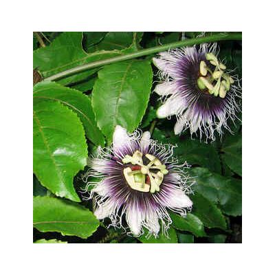 Graines Passiflora Edulis Flavicarpa (Passiflore Jaune)