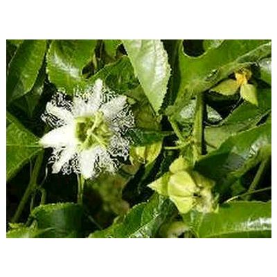 Graines Passiflora Flavicarpa (Passiflore Jaune)