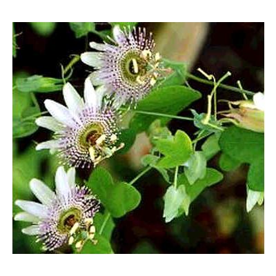 Graines Passiflora Gilbertii (Fruit de la Passion, Fleur de la Passion)
