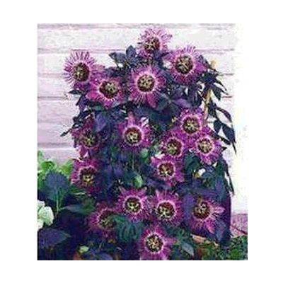 Graines Passiflora Panama Rouge