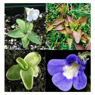 Graines Pinguicula Balcanica (Climat Tempéré)