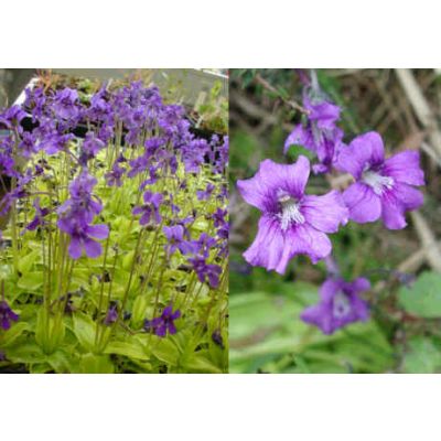 Graines Pinguicula Grandiflora (Climat Tempéré)