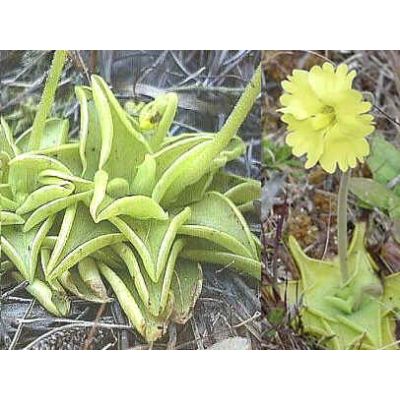 Graines Pinguicula Lutea (Climat Tempéré - Chaud)