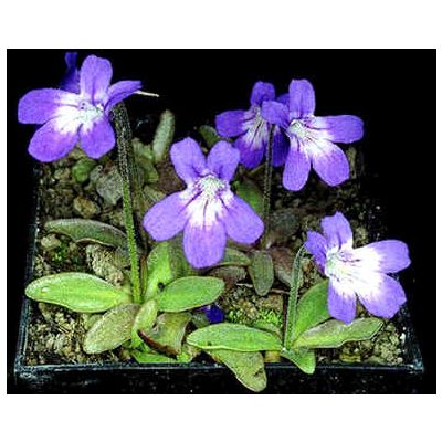 Graines Pinguicula Poldinii (Climat Tempéré)