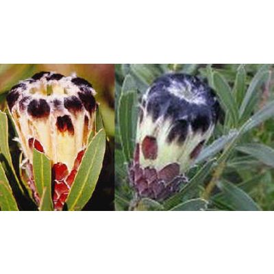 Graines Protea Lepicarpodendron