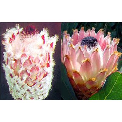 Graines Protea Magnifica (Reine Protea)